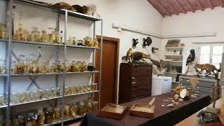 A CASA GIOCANDO S'IMPARA: Speciale Natale: collezionisti e wunderkammer