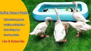 Indian Runner duck Long Neck White Quake Quake Ducklings