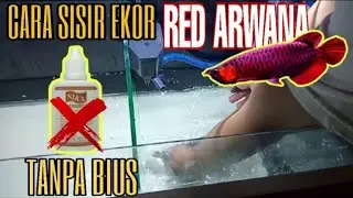CARA SIRIR EKOR SUPER RED ARWANA TANPA BIUS