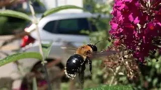 Slow Motion Bee Sounds Exactly Like Chopper! 🐝