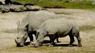 Exploring the Enigmatic Javan Rhino: 10 Fascinating Facts