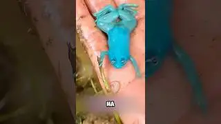 Капец Что За Синяя Лягушка 🥺😳 #милыеживотные #животные