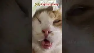 Cats Fighting Sleep | Funniest Moments #funnycats #catshorts