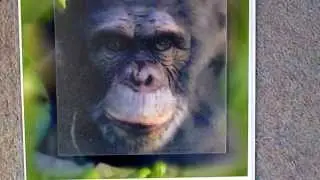 3D integral image   Chimp