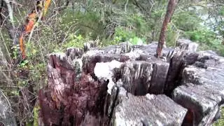 Sasquatch Hunting at Snot Cache Beach