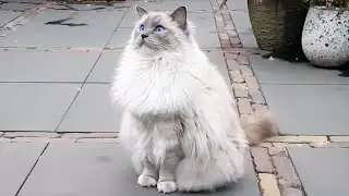 Hundreds of Birds Circle Above my Cats