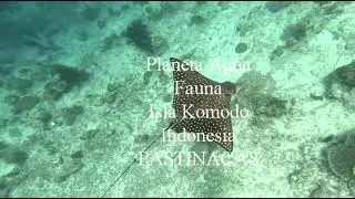 PASTINACAS PLANETA AGUA FAUNA INDONESIA SEPT  2025