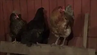 The Chicken Coop. Minnesota. Winter Eggs. Light is the key. Warm weather helps.