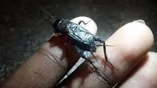 holding my fall field cricket