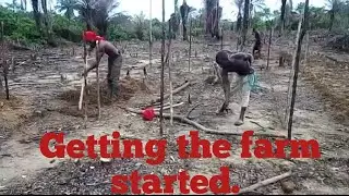 The farm bed. Farming in Africa, Farming in Liberia 🇱🇷. Liberian Farming 🚜.