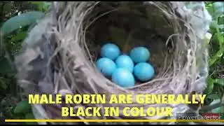 #Documentaryfilm onbirds #onlineactivitiesforstudents