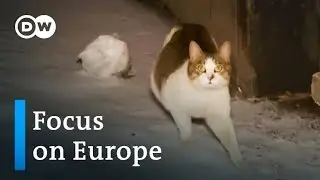Russia: A nation of cat lovers mobilizes to provide shelter for strays  | Focus on Europe