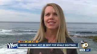 Drone use could startle whales during sightings