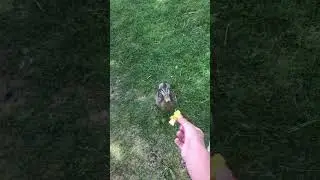 duck bit me ;(
