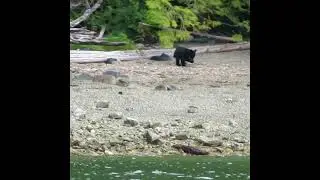 SO CUTE: Black Bear and her Cubs! #bear #bears #bearcub #wildlife #shorts