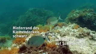 Diplodus sargus Geissbrassen