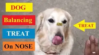Golden Retriever Dog Balancing Treat on Her Nose