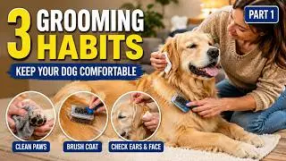 Top Dog Grooming Tips: Healthy Coats, Glowing Skin & Happy Pups (Part 1)