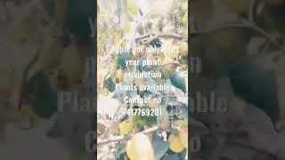 Apple ber plant sundari and Bal sundari variety available paudhon ke liye sampark Kare 7417769201