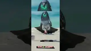 snake 🐍 vs pigeon 🕊️ fight 💪. aisi video dekhne ke liye channel ko subscribe kar le #pigeon #snake