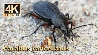 Carabus cancellatus
