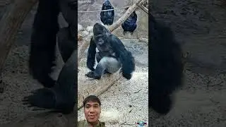 #gorilla #zoo #animals #cute #funny #praguezoo #familylove #zoolife #primates #babygorilla