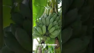 Nam Wah Bananas