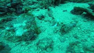Little Dragonfish or Little Sea Moth (Eurypegasus draconis)
