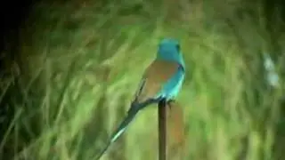 Abyssinian Roller (Coracias abyssiniica)