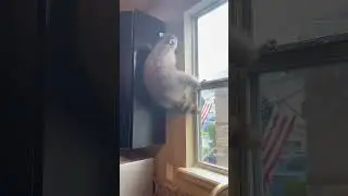 WATCH: Benny the Raccoon Masters Climbing Challenges #raccoon