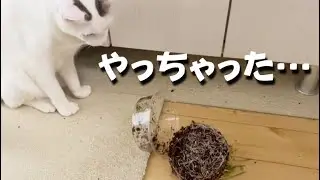調子に乗りすぎてしでかした猫がこちらです