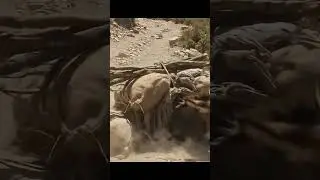 poor donkey#animals @ai
