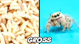 TOP 10 MOST DISGUSTING BUGS AND INSECTS