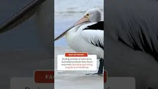 Pelicans aren't all cute!