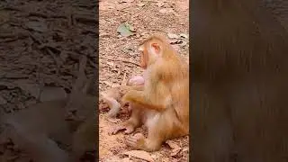 My mom 😢😢 #monkeylover #monkey #monkeyvideo #funnyanimal #cute #monsoonlove #funnymonkey #animals