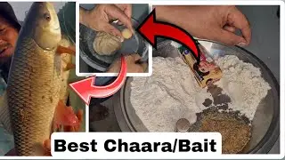 Rahu,Katla, Ka Sabse Best Chara | Carp Fish Bait 🎣