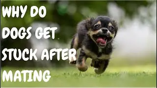 Why Do Dogs Get Stuck After Mating