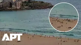 WATCH: Surf Cam Shows Bondi Beachgoers Fleeing During Deadly Sydney Shooting | APT