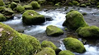 Healing Nature Sounds for Sleep &ndash; Soothing Running Water for Better Sleep