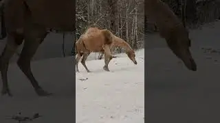 Camel dance on a Frozen desert ❄️#sikandar #ytshorts #nature#viralshort#cuteanimals #trendingshorts