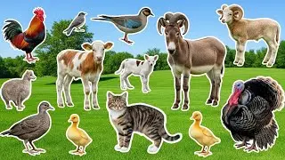 Farm Animal Habitats: Sheep, Goat, Cow, Pig, Chicken, Duck, Dog, Cat, Fish