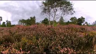 iping and Stedham Common 360 virtual tour