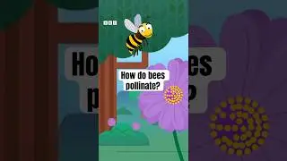 How do bees pollinate? | Get Set Galactic on CBeebies #shorts