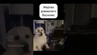 Хаха смотреть до конца) #cat #memes #funny #pets