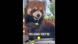 Red Panda Fun Facts 💞🐼 #usa #animals #viralvideo