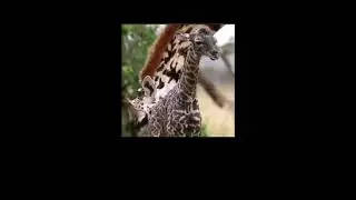Giraffe Giving Birth