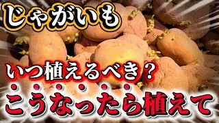 【じゃがいも】結局いつ植えればいい？実は〇〇になったら植えれます。基準にするべきポイントについてお話します