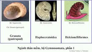 Ng&agrave;nh th&acirc;n mềm, bộ Gymnosomata, phần 1 mực bella anh alte nang nigra californica mollusca gigas