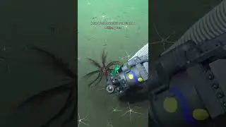 Круто!? 👀 Schmidtocean #глубокий #глубокийокеан #устойчивость #морской #морскаябиология