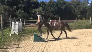 DryBrook Farm    DryBrook Annika's Angel Undersaddle Movie